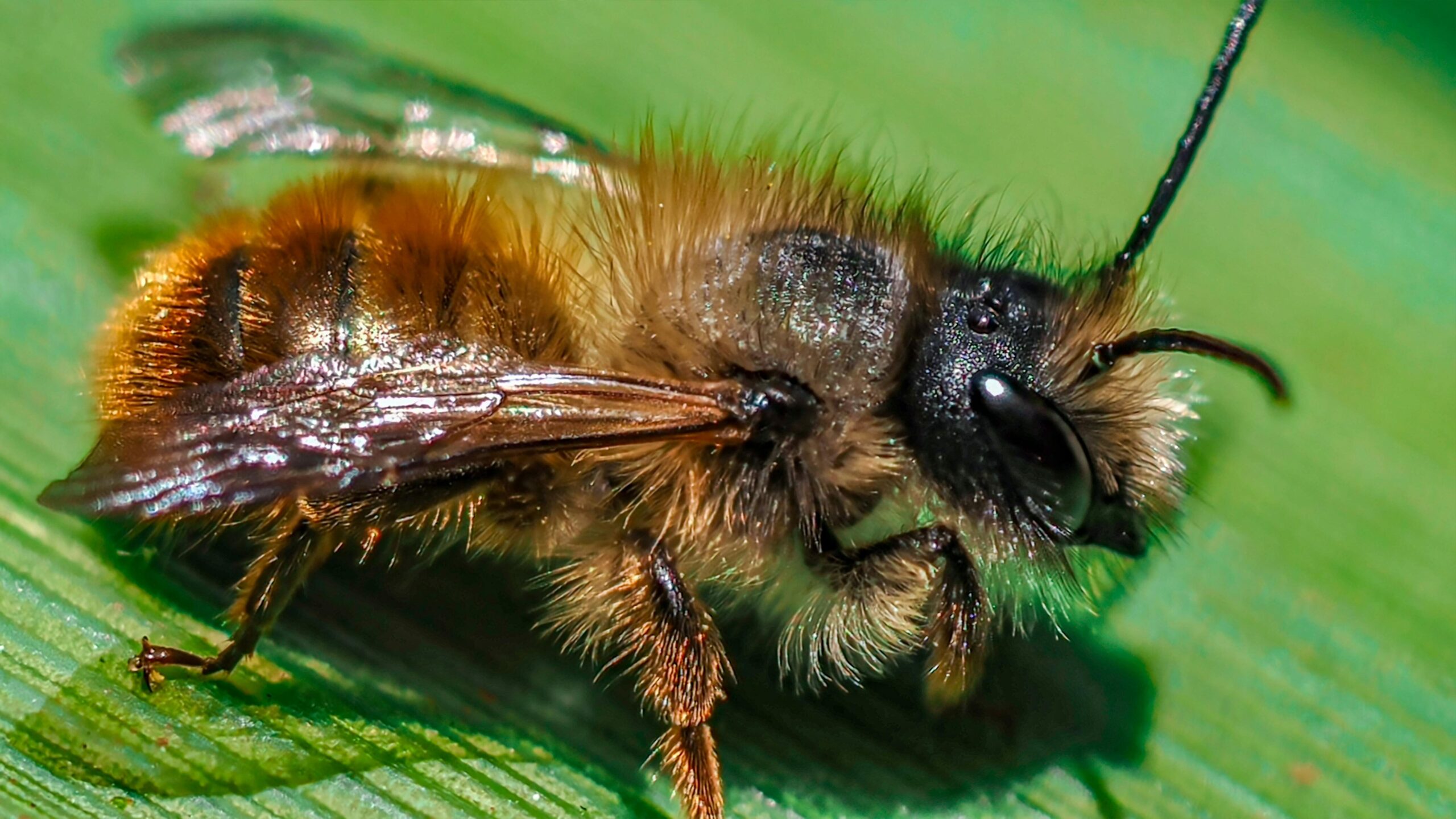 mason bee